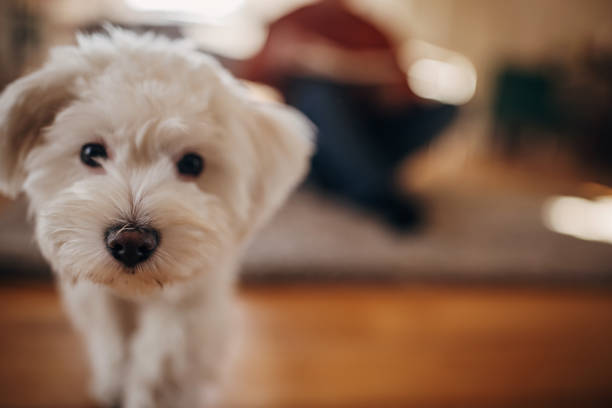 istock Portrait of a Maltese pet dog 1360946096