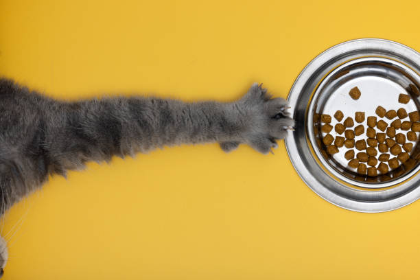 Very delicious cat food. The hungry cat managed to pull the dry cat food bowl on the blue table towards itself. stock photo