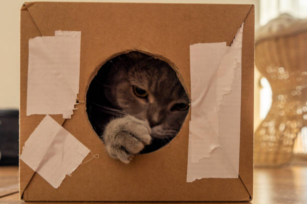 istock Curious cat inside the torn cardboard box looks out through the round hole. 1360947771