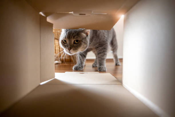 кот с любопытством смотрит внутрь картонной коробки - eye hole стоковые фото и изображения