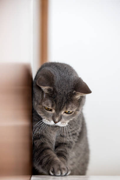 istock Excited cat looking for target for game at home 1360948809