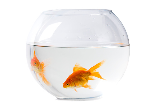 Goldfish (Carassius auratus) in fish tank