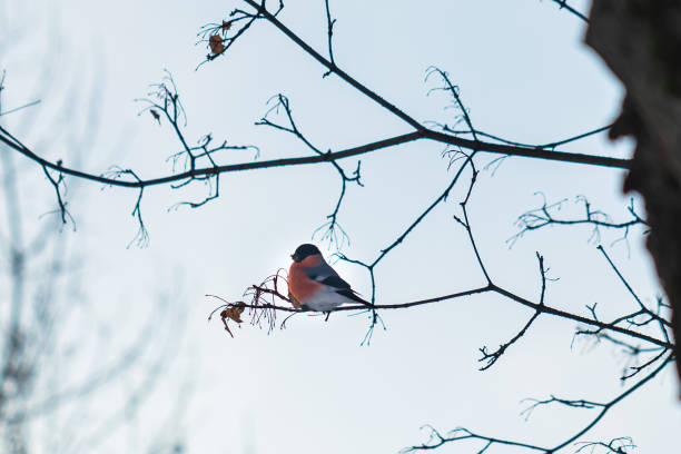 istock Eurasian Bullfinch on a branch in the forest 1360970087