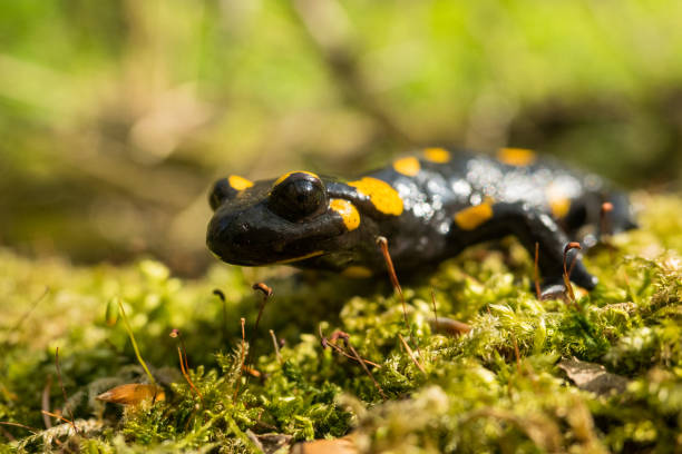 istock The fire salamander (Salamandra salamandra), Bieszczady Mountains, the Carpathians, Poland. 1360994144