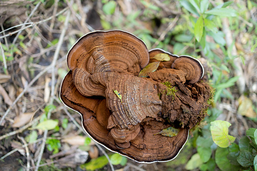 Top view of a Coriolus versicolor mushroom in Hoekwil forest, the Garden Route, South Africa. This species is said to have medicinal properties.