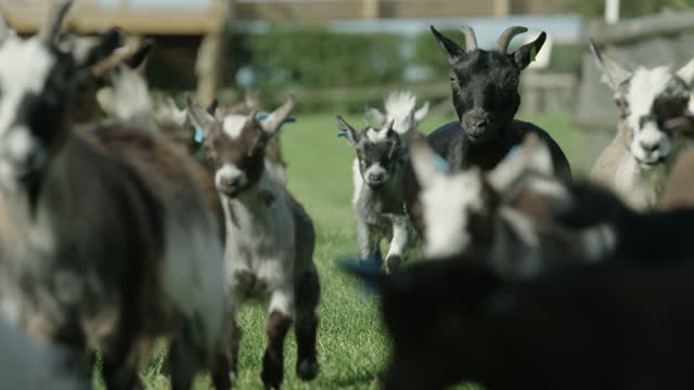 Beautiful and funny 60fps slow motion shot of Pygmy goats running on a sunny day