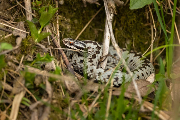 the european viper, vipera berus, bieszczady mountains, the carpathians, poland. - ridge mountain wilderness area poland imagens e fotografias de stock