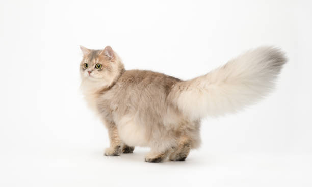 istock British Long Hair Cat 1361002095