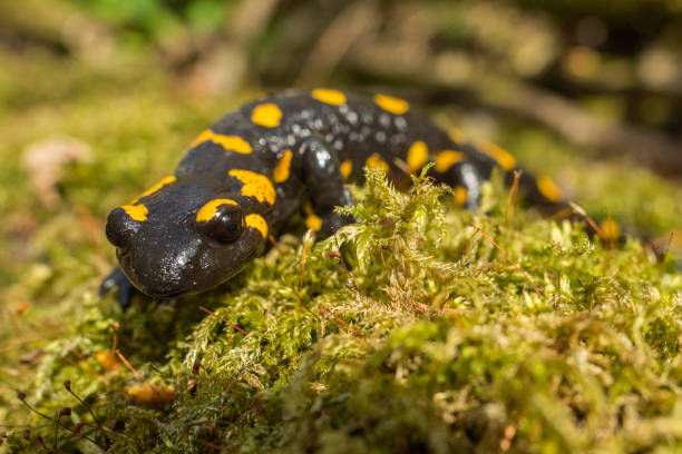 istock The fire salamander (Salamandra salamandra), Bieszczady Mountains, the Carpathians, Poland. 1361004758