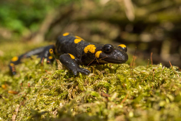 istock The fire salamander (Salamandra salamandra), Bieszczady Mountains, the Carpathians, Poland. 1361005649