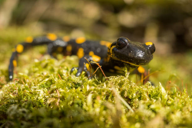 istock The fire salamander (Salamandra salamandra), Bieszczady Mountains, the Carpathians, Poland. 1361005846