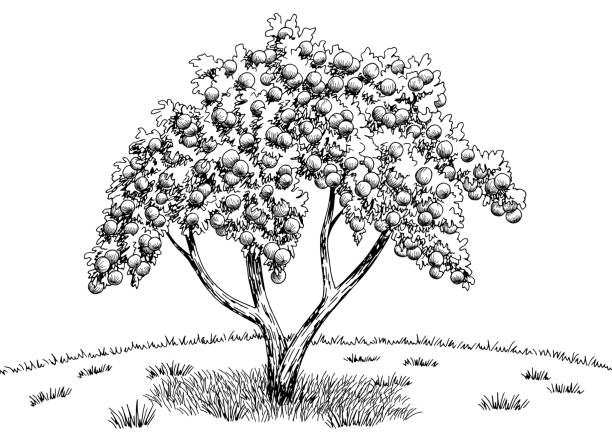 애플, 정원, 그래픽, 블랙 화이트, 풍경, 스케치, 일러스트, 그래픽, 그래픽 - apple apple tree branch fruit stock illustrations