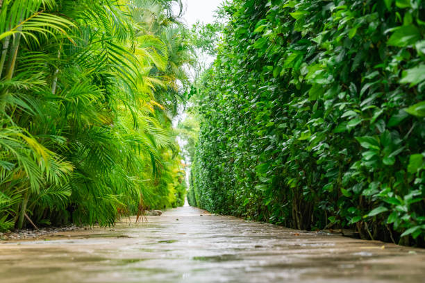 stone alley with tropical plants palm and hibiscus perspective