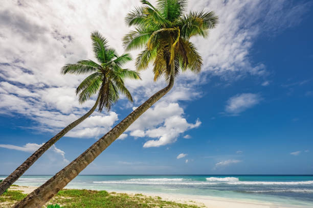 istock caribbean sea palm trees paradise 1361008705
