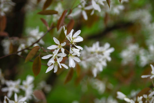 istock Snowy mespilus white flowers 1361010614