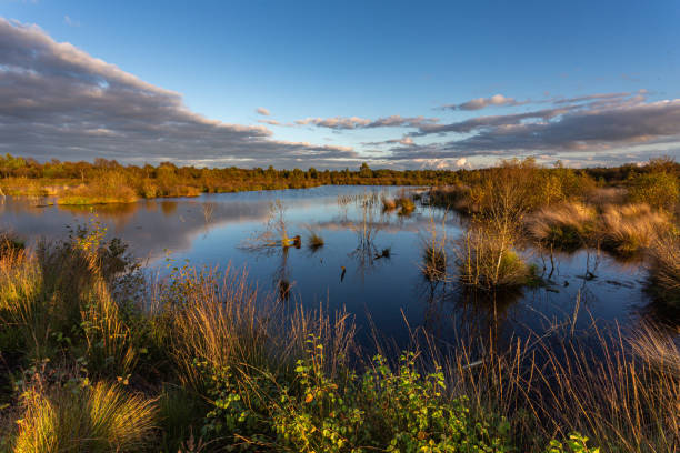 evening over the bog - bog imagens e fotografias de stock