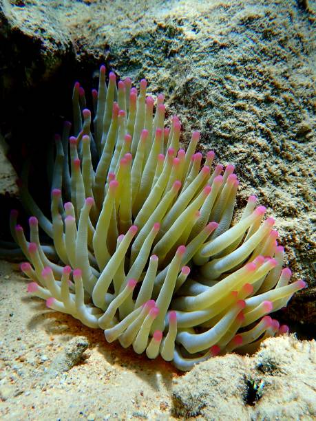 sea anemone bonaire - wouter imagens e fotografias de stock