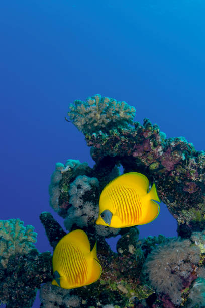 istock South Red Sea Cruise 1361013877