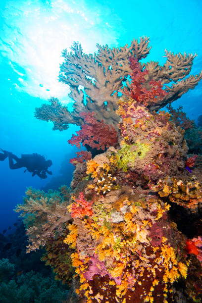 istock South Red Sea Cruise 1361013881