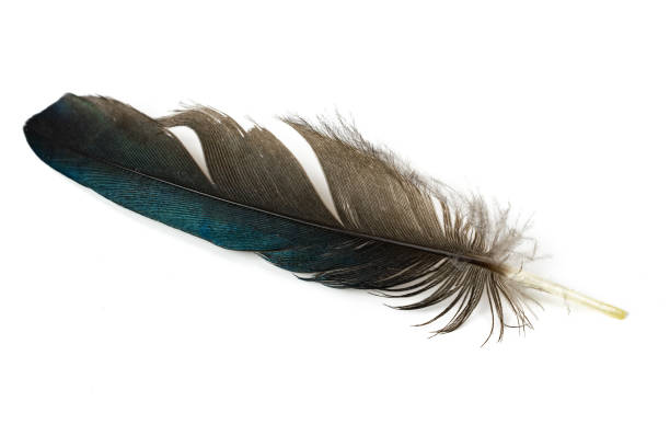 istock black and blue magpie feather on a white isolated background 1361017040