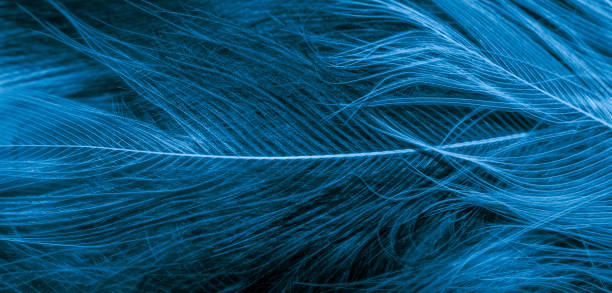 istock black and blue feathers with visible details. background or textura 1361017046