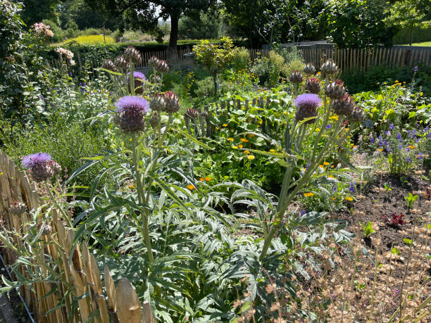istock Cottage Garden, Kraeutergarten 1361022931