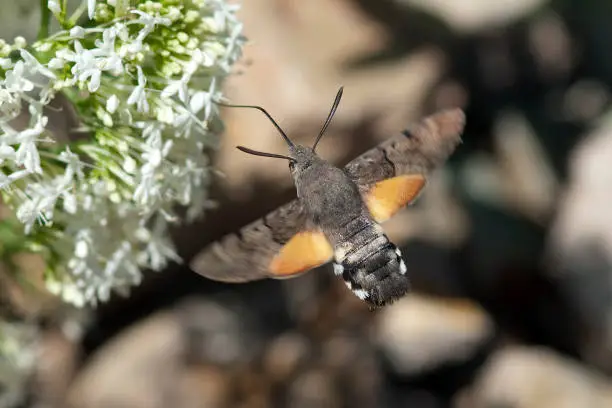 Pigeon tail, Macroglossum, stellatarum, one of the almost exotic insects, is the pigeon tail or hummingbird warmer, which reminds of hummingbirds with its whirring flight and comes to us from the south in summer.