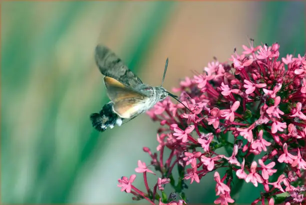 Pigeon tail, Macroglossum, stellatarum, one of the almost exotic insects, is the pigeon tail or hummingbird warmer, which reminds of hummingbirds with its whirring flight and comes to us from the south in summer.