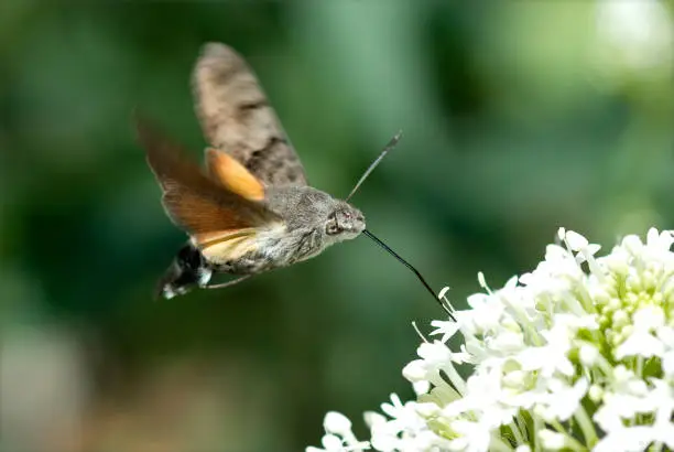 Photo of Macroglossum, stellatarum