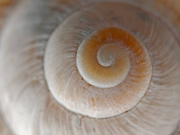 istock Snail shell of a Roman snail 1361025769