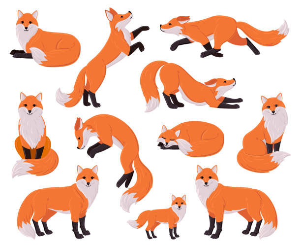 Cartoon foxes, forest red cute fox character. Woodland animal, forest wildlife predator sleeping, running, jumping vector illustration set. Funny red fox mascot Cartoon foxes, forest red cute fox character. Woodland animal, forest wildlife predator sleeping, running, jumping vector illustration set. Funny red fox mascot. Orange animal in different poses fox stock illustrations