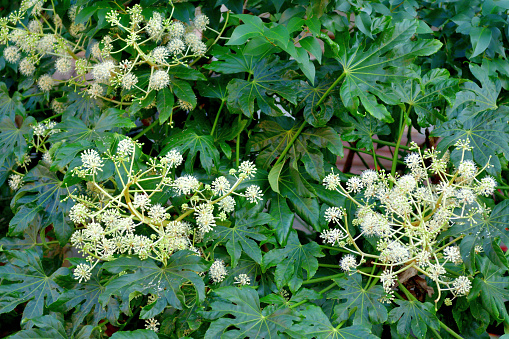 Fatsia japonica, commonly called Japanese aralia, Glossy-leaved paper plant, Big-leaf paper plant, and Figleaf palm, is an evergreen shrub or small tree that is native to Japan. It is an attractive foliage plant noted for its palmately lobed glossy dark green leaves that typically have 7-9 deep lobes. Small creamy flowers in umbels bloom in fall, followed by black berries.