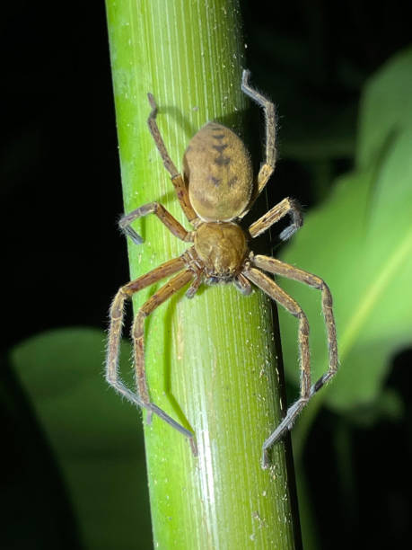 istock The world's third most poisonous spider. 1361028223