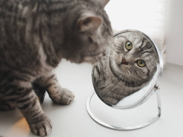 istock funny cat looking at his reflection in the mirror 1361033185
