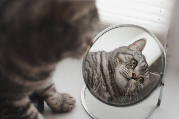 istock funny cat looking at his reflection in the mirror 1361033211