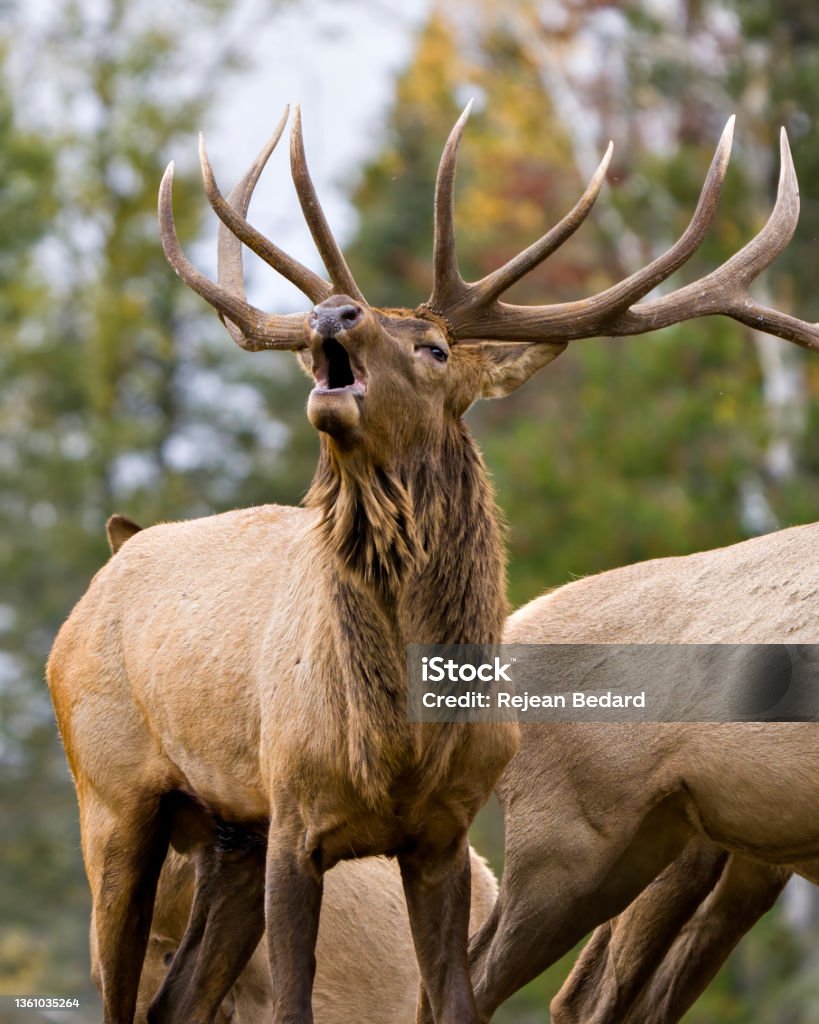 Elk Stock Photo and Image.Elk Antlers bugling guarding his herd of cows elk with a forest background in their environment and habitat surrounding. Elk Antlers bugling guarding his herd of cows elk with a forest background in their environment and habitat surrounding. Bugling Stock Photo