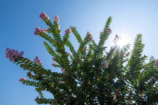 Crapemyrtle blooming in the sun