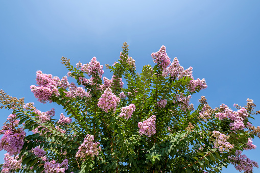 Crapemyrtle blooming in the sun