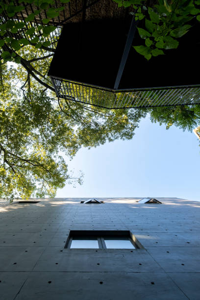 Looking up at green tree canopy between modern buildings