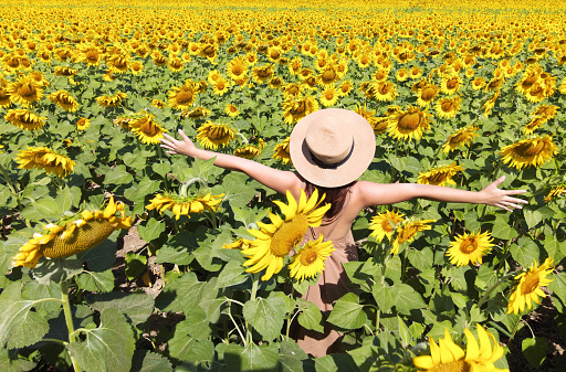 Sunny beautiful picture of young cheerful girl holding hands up in air at field of sunflowers. Enjoy moment