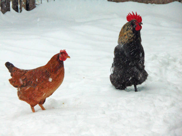 istock chicken and rooster in the snow 1361044167