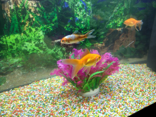 istock fish swimming in the aquarium 1361044699