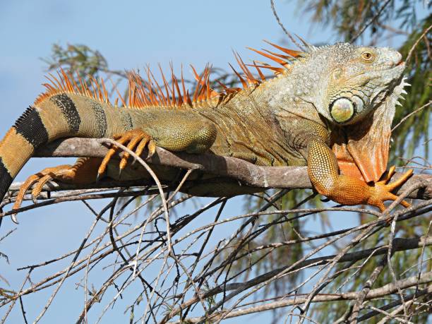 istock Green Iguana (Iguana iguana)  resting in the tree, close-up 1361050517