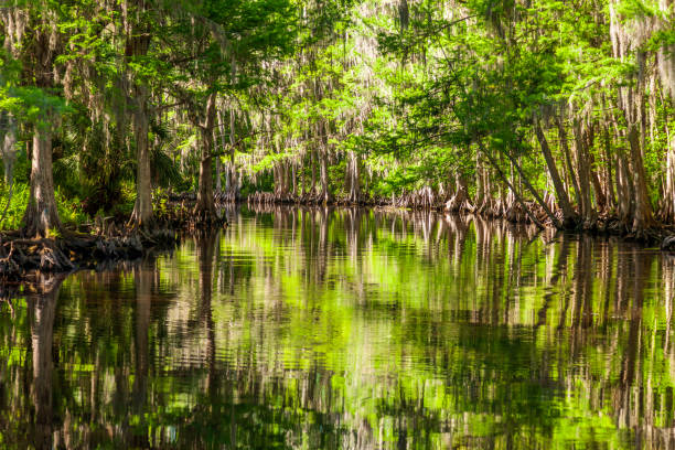 shingle creek preserve just before it feeds into lake tohopekaliga in kissimmee, florida where birders, bass fishermen, and tourists enjoy the eco-tourism opportunities are found on a year-round basis. - florida river eco tourism plant imagens e fotografias de stock