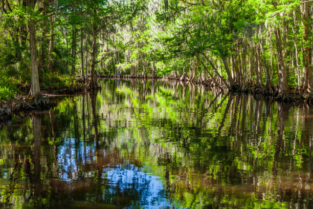 shingle creek preserve just before it feeds into lake tohopekaliga in kissimmee, florida where birders, bass fishermen, and tourists enjoy the eco-tourism opportunities are found on a year-round basis. - florida river eco tourism plant imagens e fotografias de stock