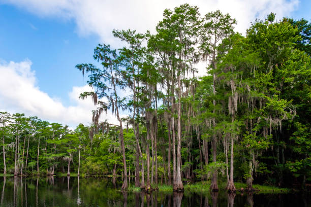 reflexões sobre shingle creek - shingle creek é reconhecida como a cabeceira dos everglades na flórida. esta é uma vista de shingle creek preserve alguns quilômetros antes de se alimentar no lago tohopekaliga em kissimmee, flórida - cypress swamp - fotografias e filmes do acervo