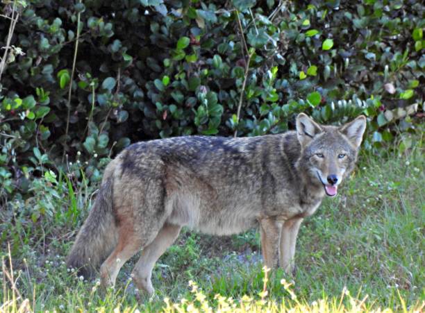 istock Coyote (Canis latrans) standing in the grass looking at the camera 1361053803
