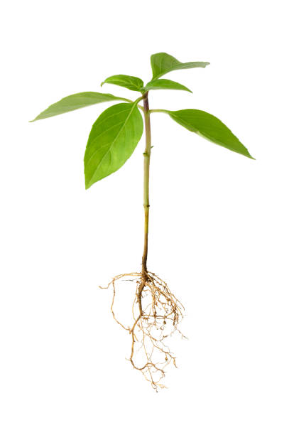 istock young basil plant with roots isolated on white 1361055240