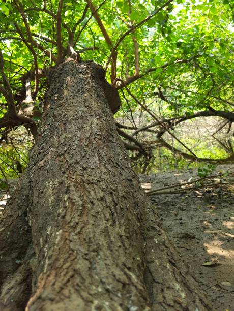 istock Picture of tree lay down at lake end in bright day light. 1361055651