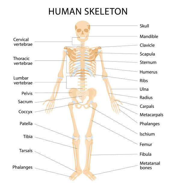 illustrazioni stock, clip art, cartoni animati e icone di tendenza di sistema scheletrico umano con lettere di ossa infografiche su sfondo bianco. ossa gialle realistiche di arti o cranio, tronco con colonna vertebrale e costole. vista frontale del sistema scheletrico isolato. vettore - scheletro umano